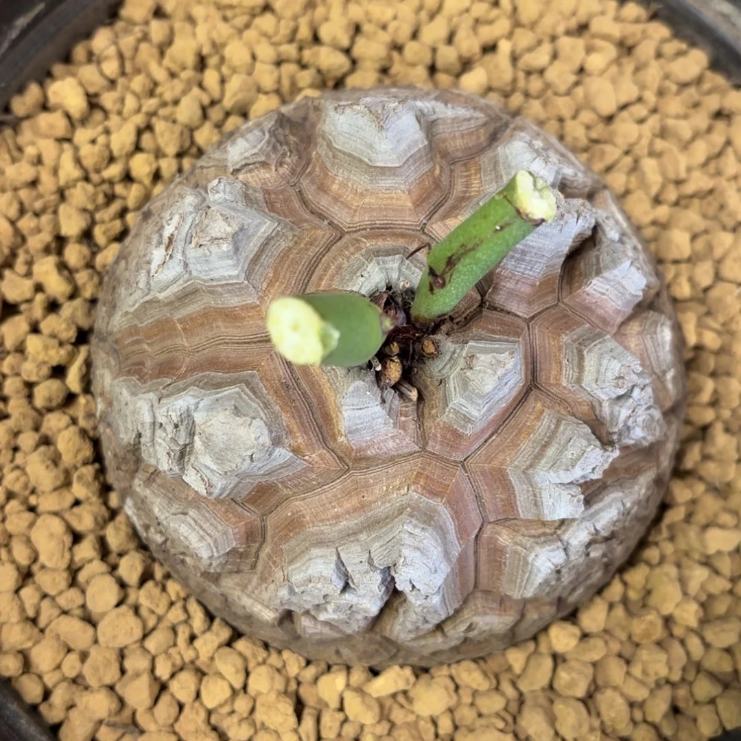 2504号龟甲龙带盆包邮不退不换