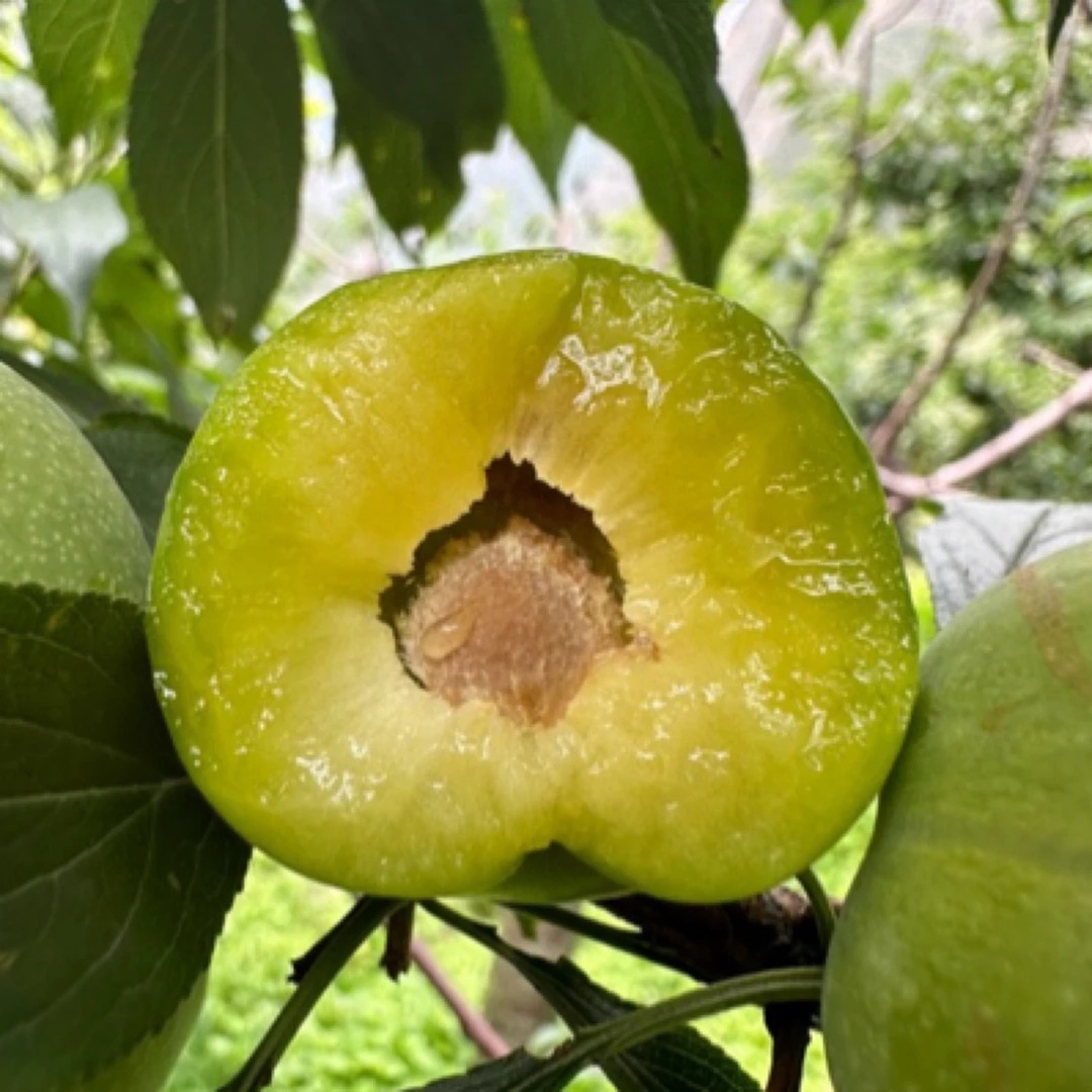 （顺丰发货）四川新鲜脱骨青脆李当季水果果园直发酸甜爽口多汁