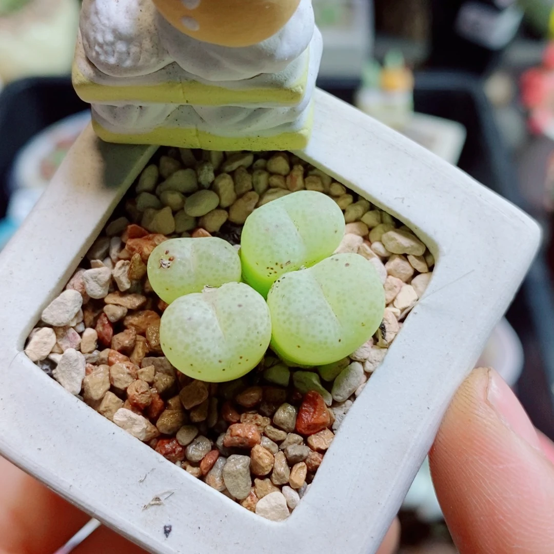 生石花花花哈哈哈哈哈哈462