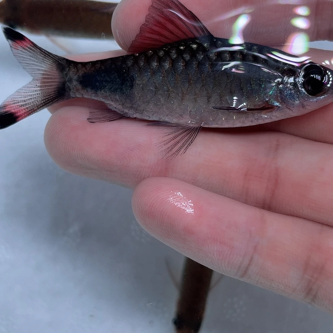 海水鱼红杂蓝6-8cm