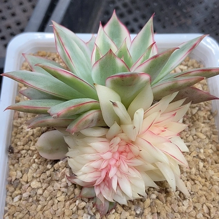 宝莲灯锦缀化多肉植物