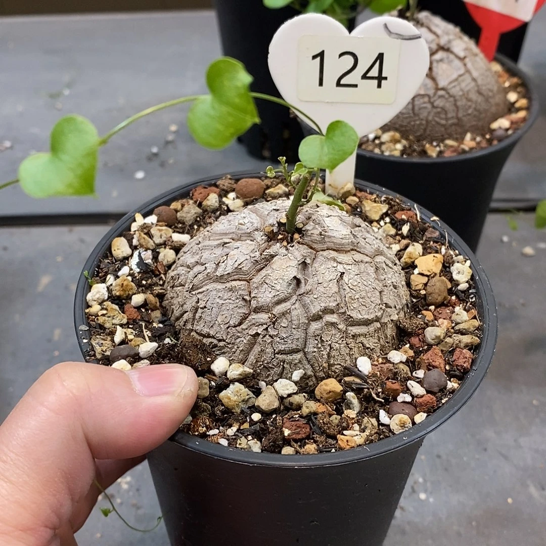 南非龟甲龙龟甲龙