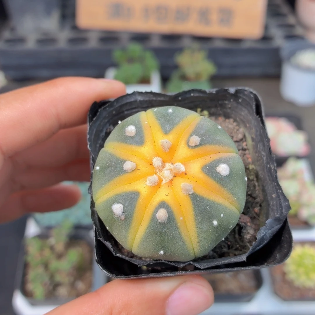 星兜锦多肉9.9包邮发货