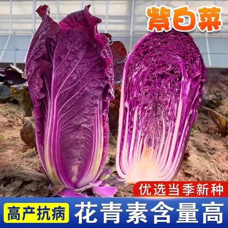 紫白菜种子籽种大全秋冬季播种庭院农家耐寒蔬菜种孑青菜生菜种子