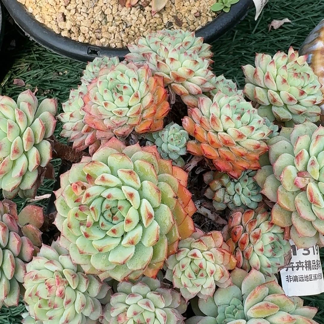 1319一物一拍（满28包邮）