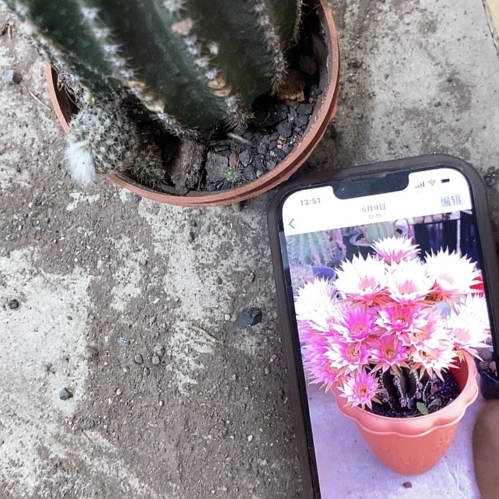 粉金刚，高5-10公分左右