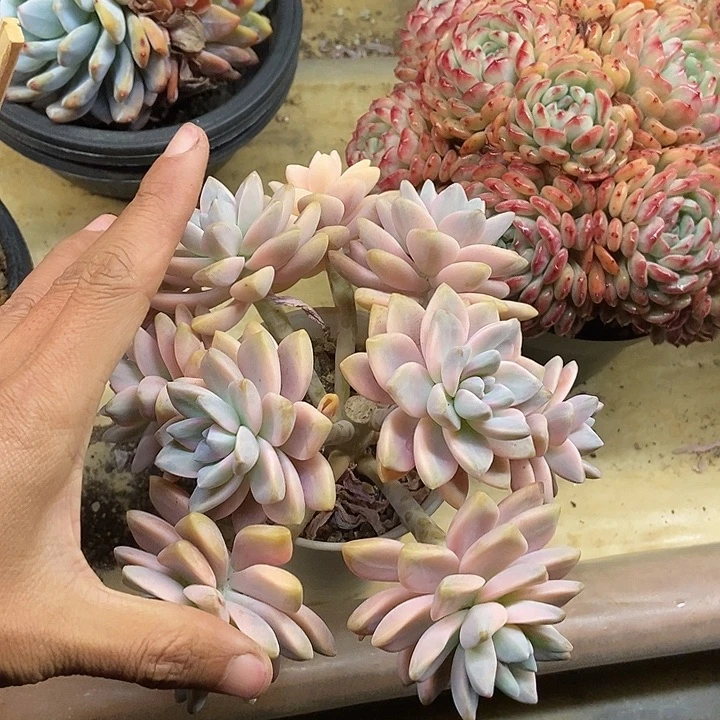 听***说多肉植物一物一拍