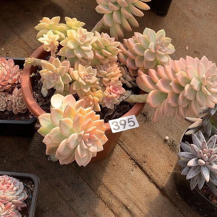 395淡雪锦一物一拍多肉