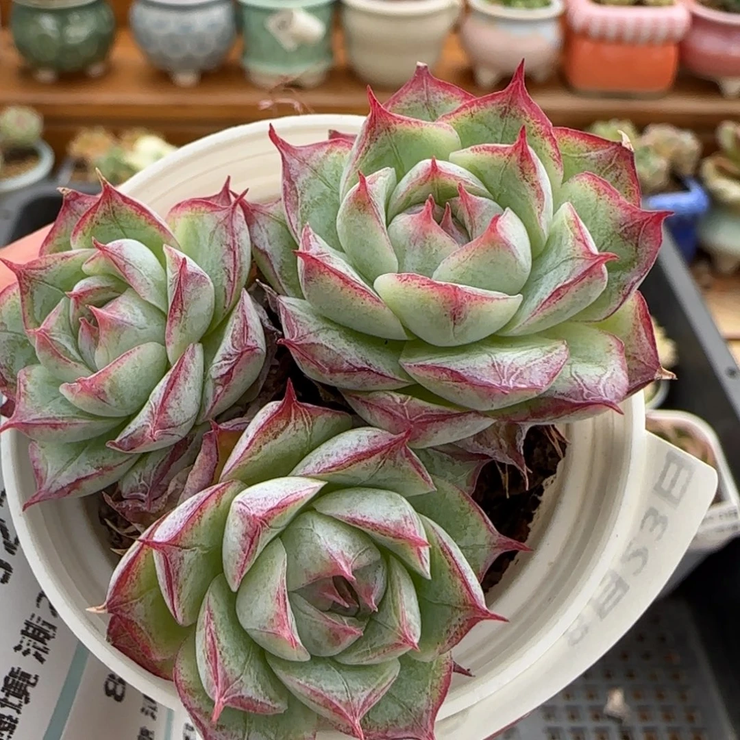 花语逸镜0823-43女王