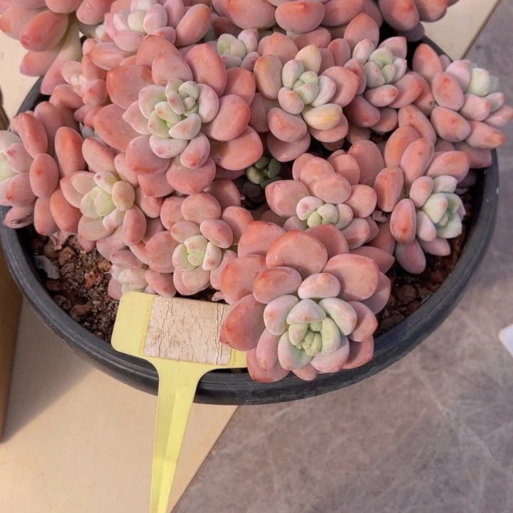 健健康康平平安安