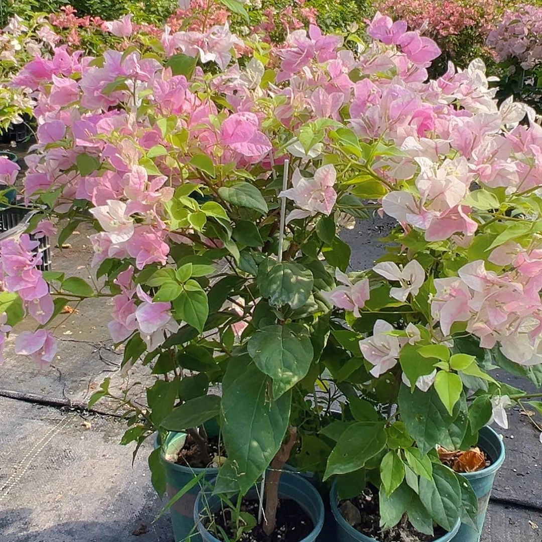 当前无花栽培后可以开花广红樱带竹一棵
