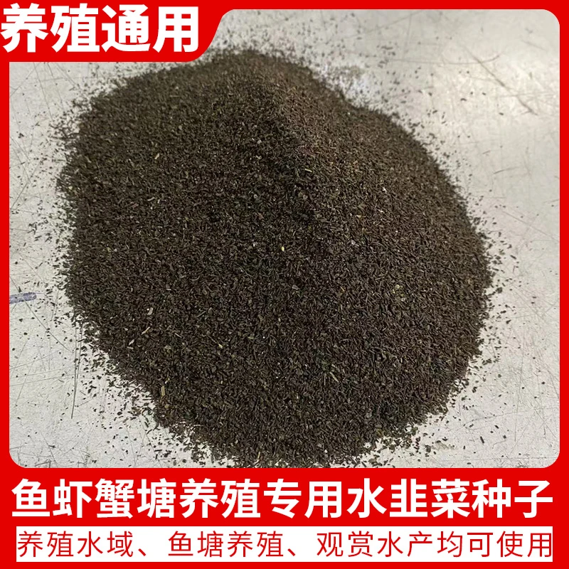 水韭菜纯籽蟹塘虾塘养殖鱼虾蟹水草鸭舌草水植养虾苦草种子扁担草