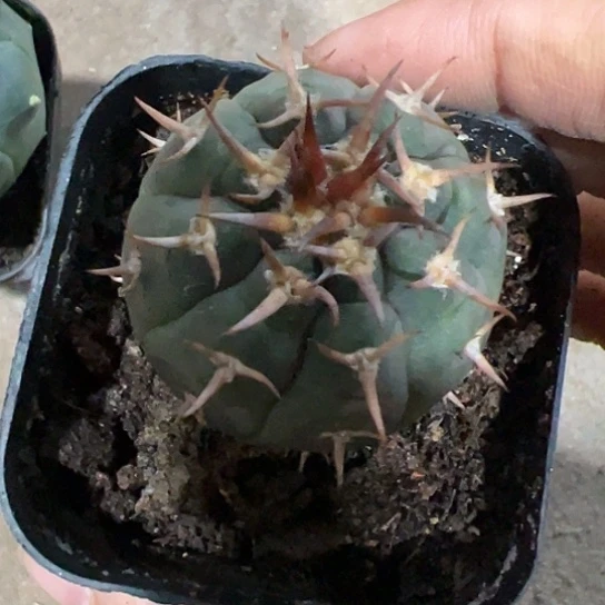 兰实生猫爪4567677