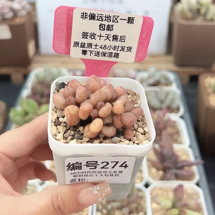 悠**卡274蜜桃格林多肉植物