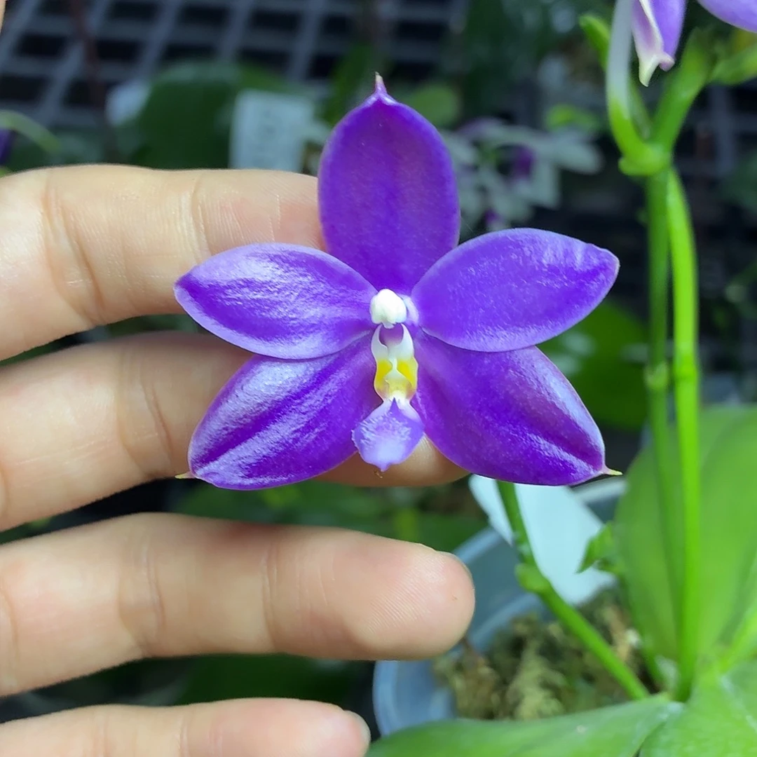 当前无花朵，栽培后可花朵A2193yss1199
