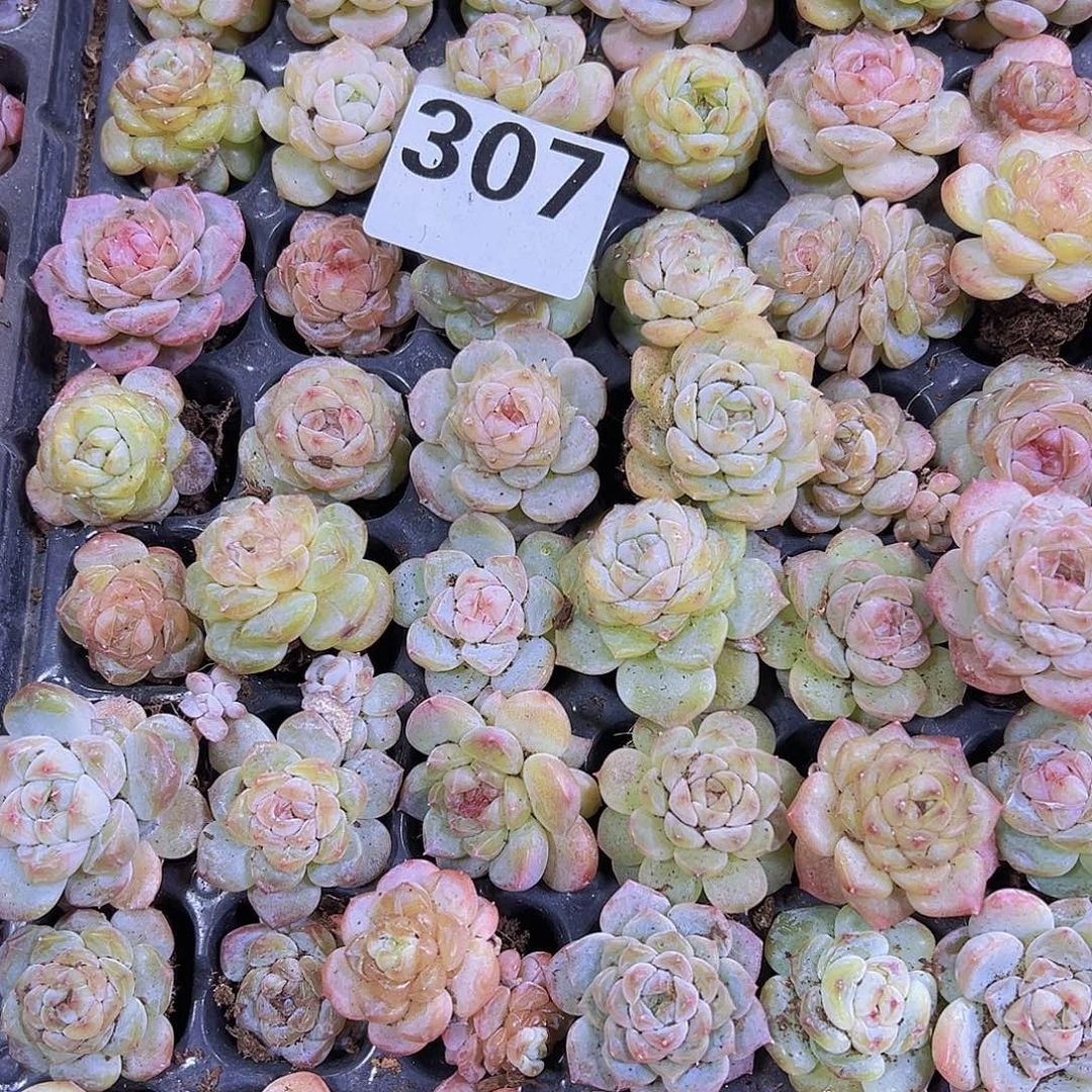 307浅色冰魄5个19包邮