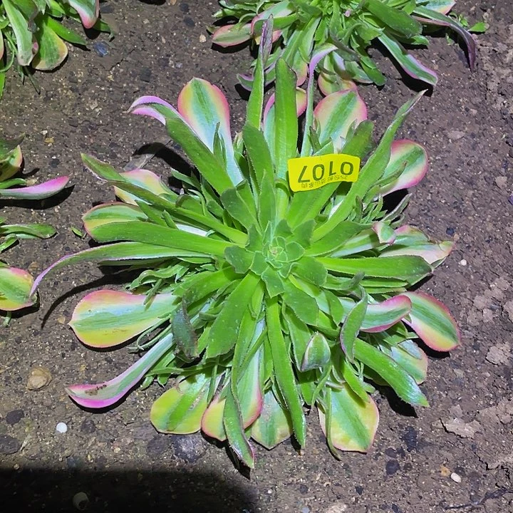 0107黄光辉多肉植物