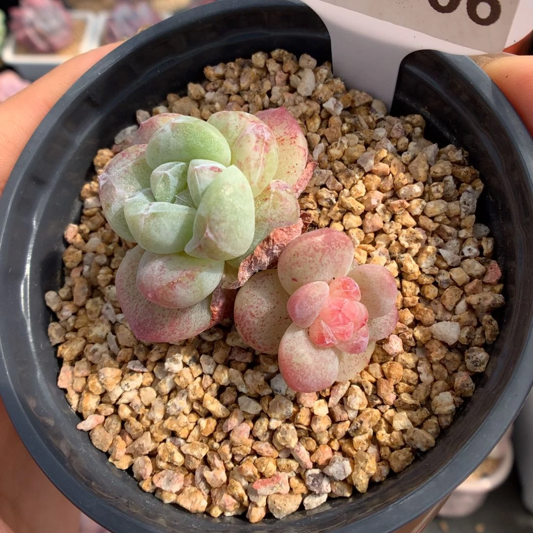706双头异色冰玉石化多肉