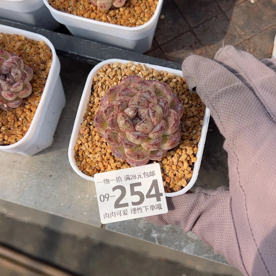 赤水晶多肉多肉多肉多肉