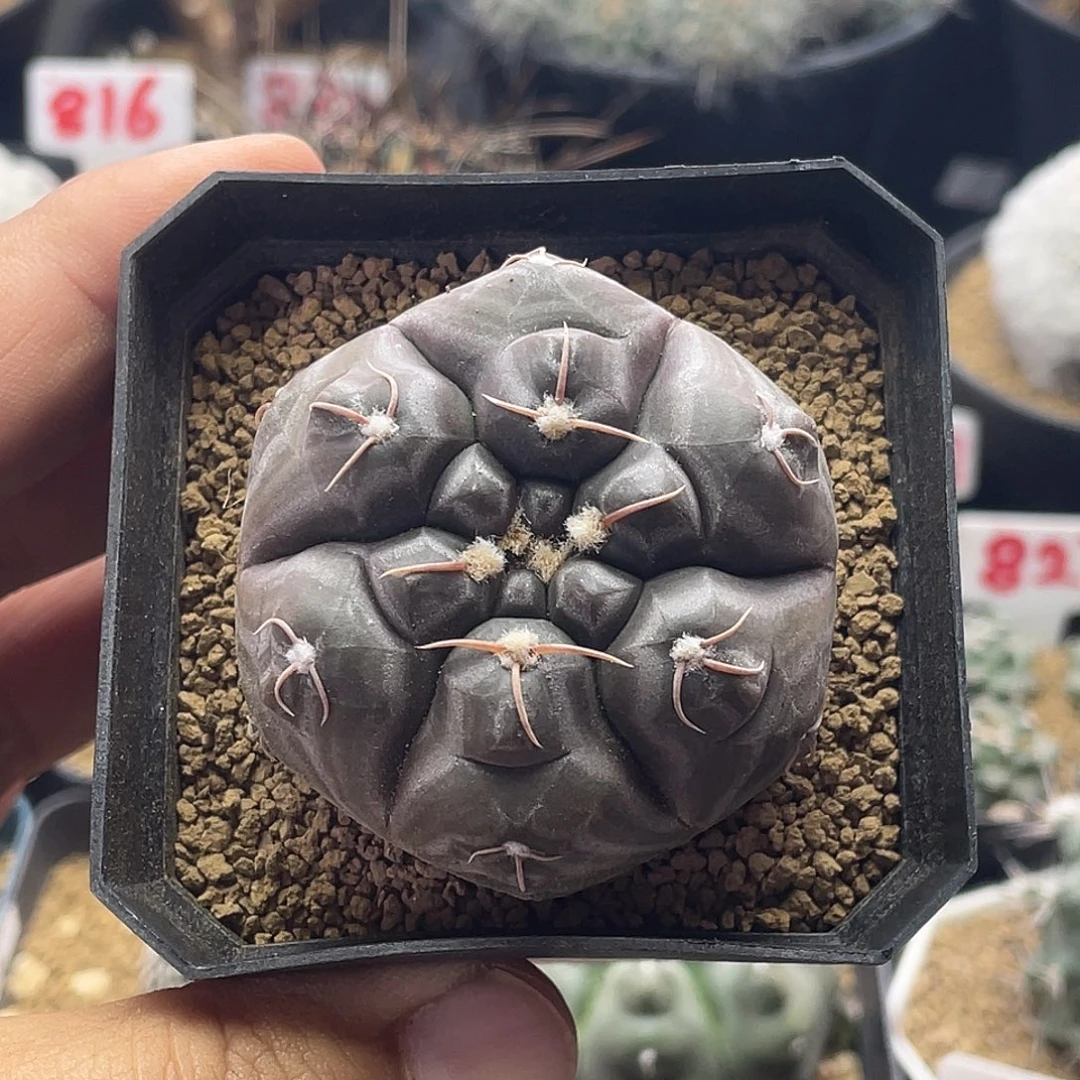 实生龟甲铅皮 包邮