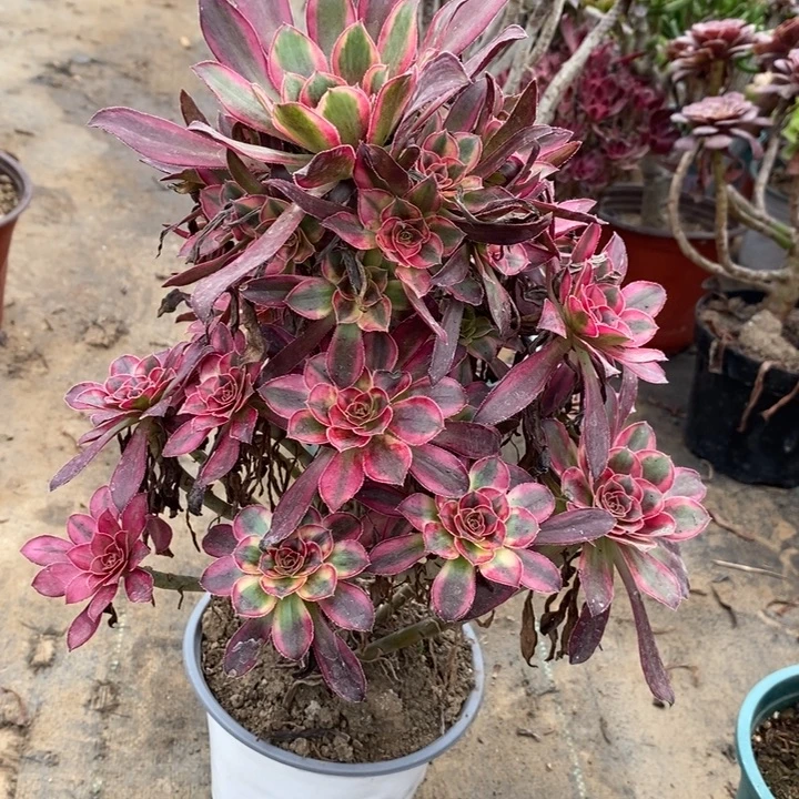 55多肉植物法师冰淇淋