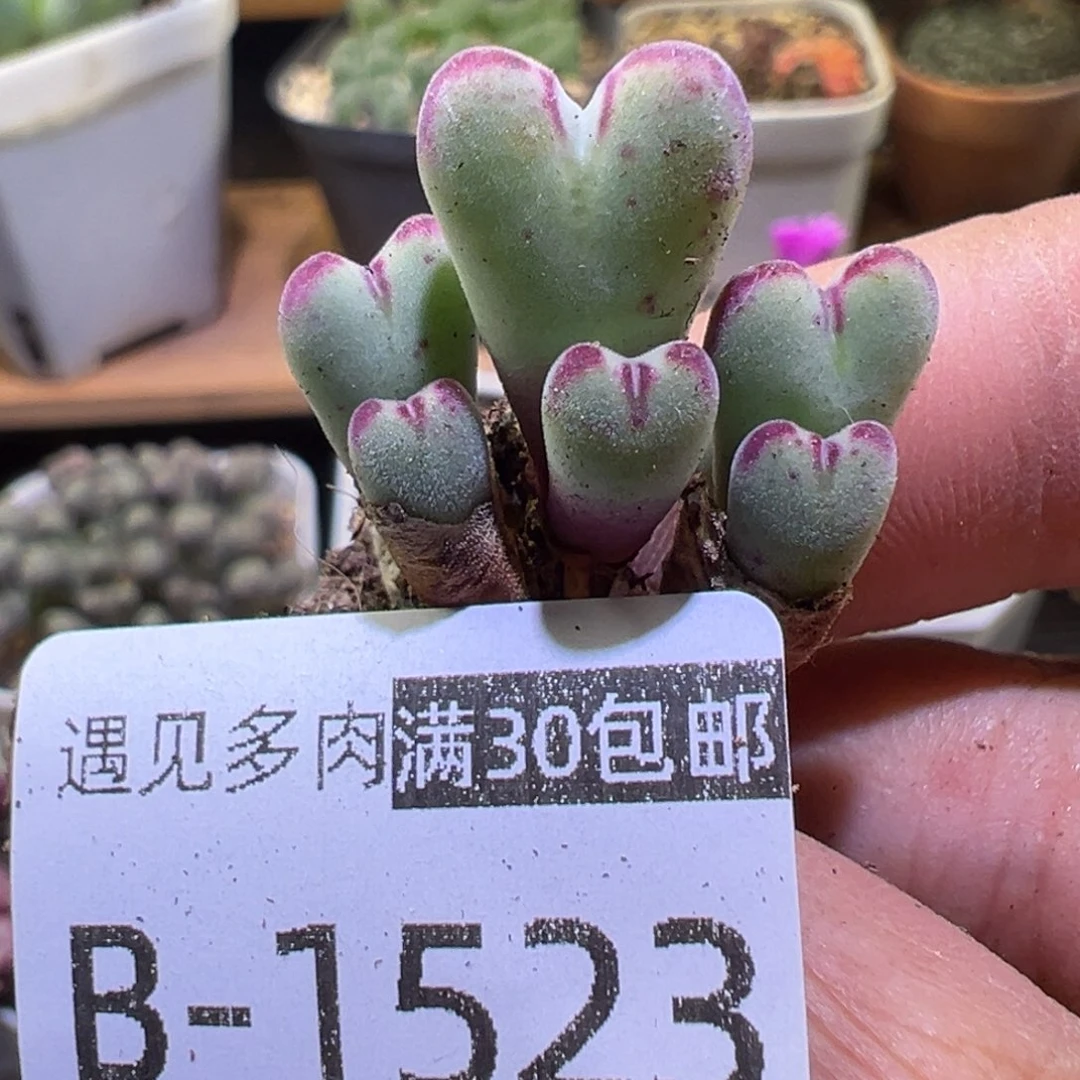 多肉植物111111111111