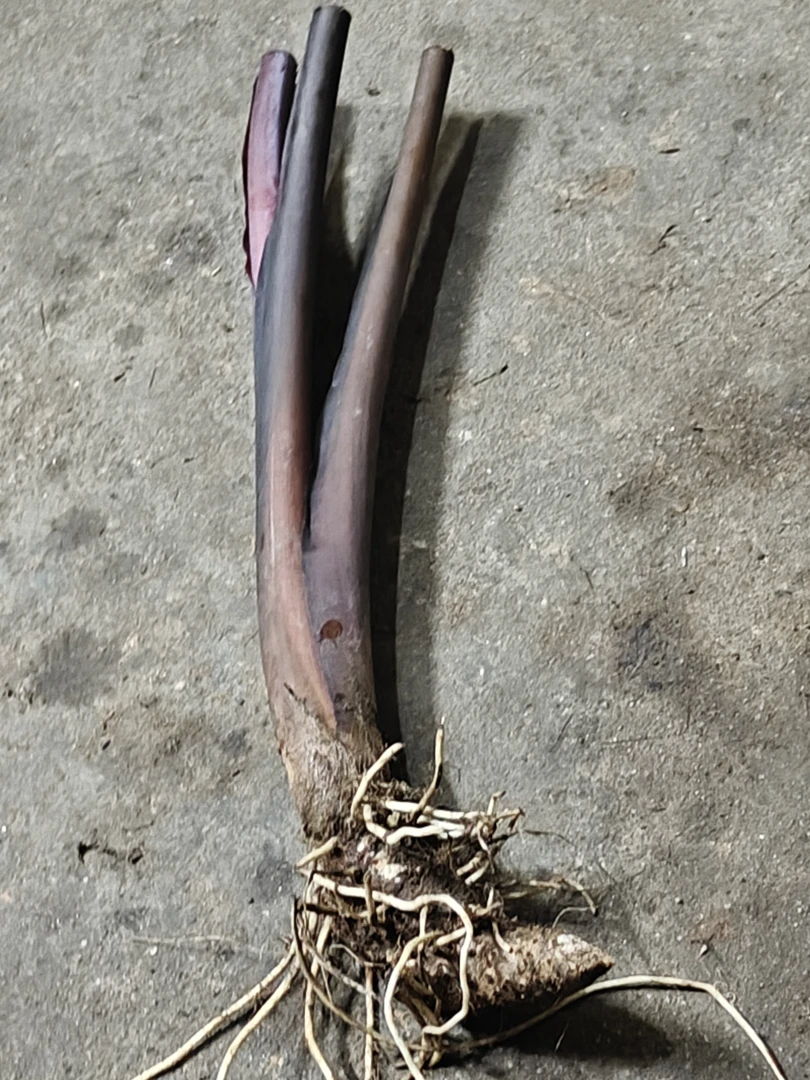 紫色象耳芋像征尊贵紫气东来盆栽土栽绿植美观易活净化空气