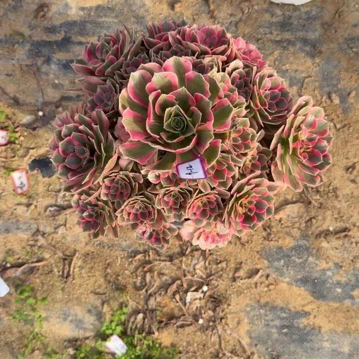 多肉植物七彩石9-12