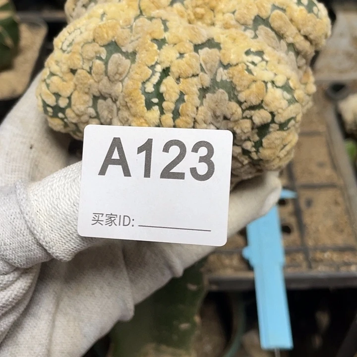 三角嫁接海鲜花园都