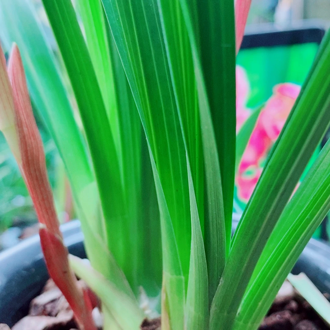 当前无花栽培后可以开花