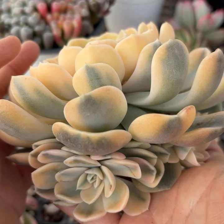 汉堡锦多肉之物啊