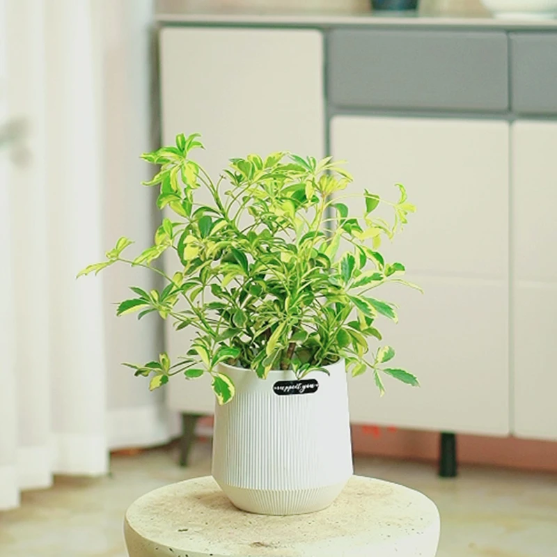 花叶洒金鸭脚木盆栽鹅掌木七叶莲花苗室内外净化空气四季好养易活