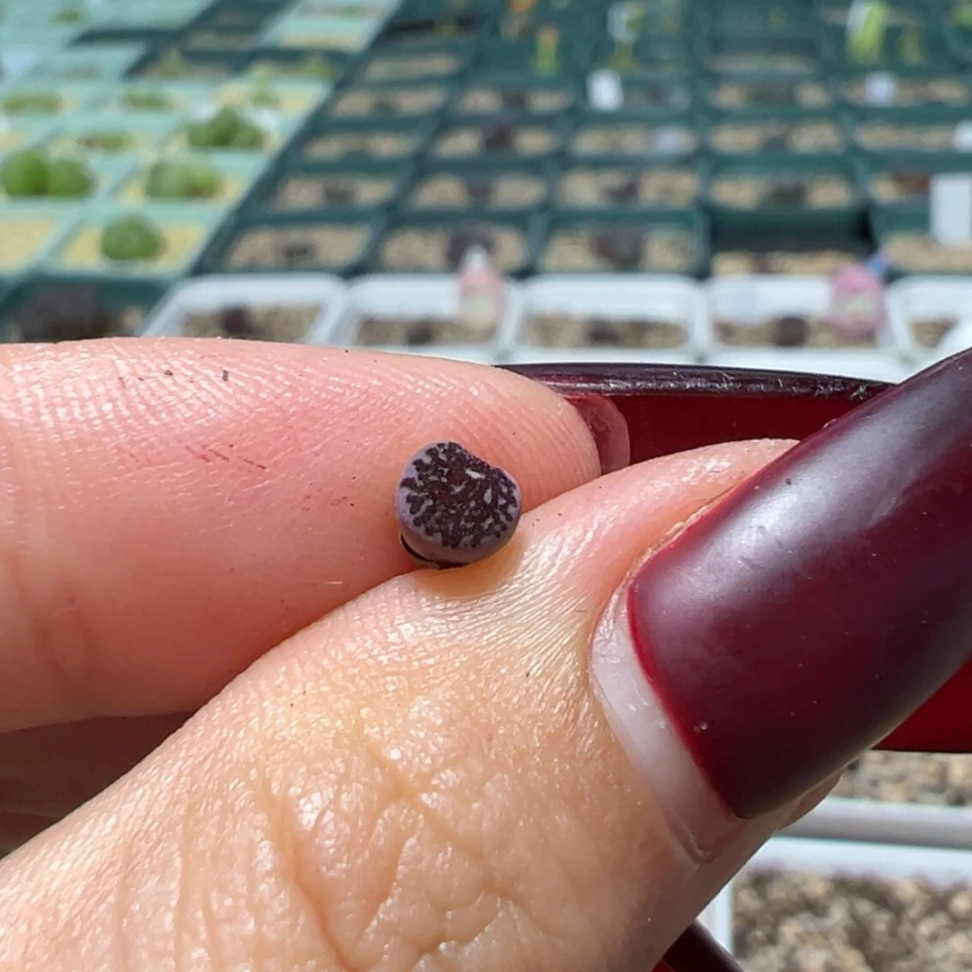 ****@黑洞后代多肉植物