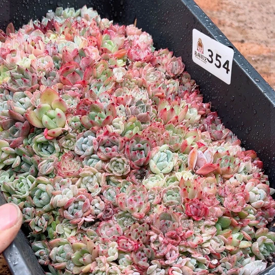 元*多肉植物多肉植物