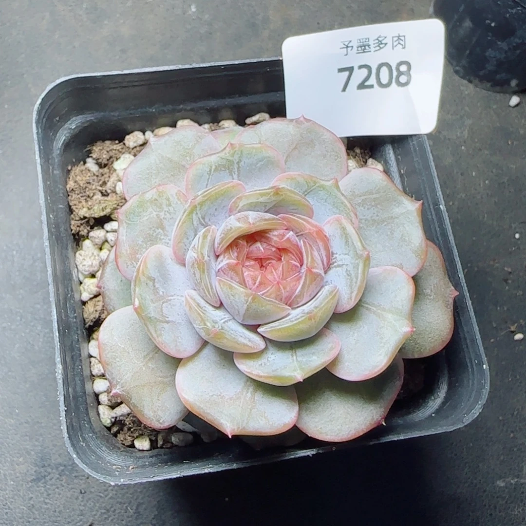 宫花，7208多肉植物