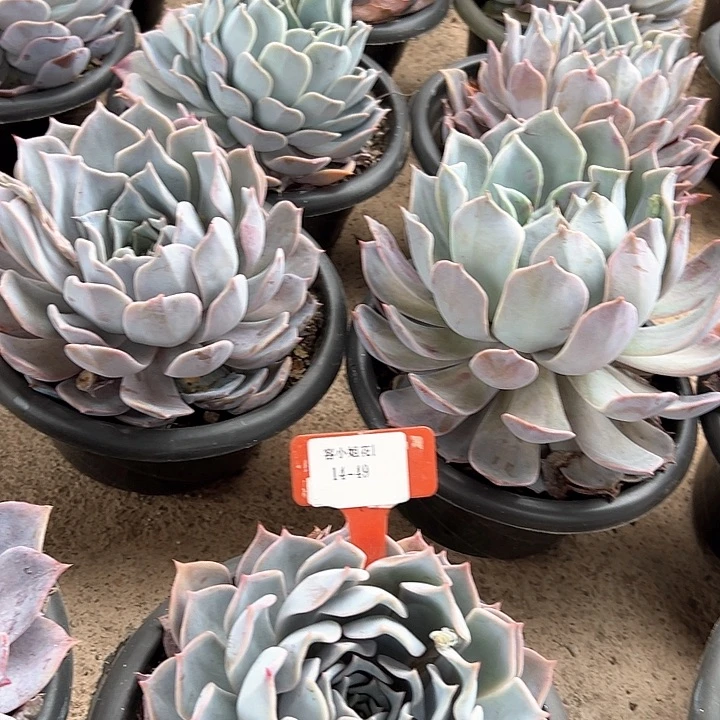 14.49路西娜一个脱土