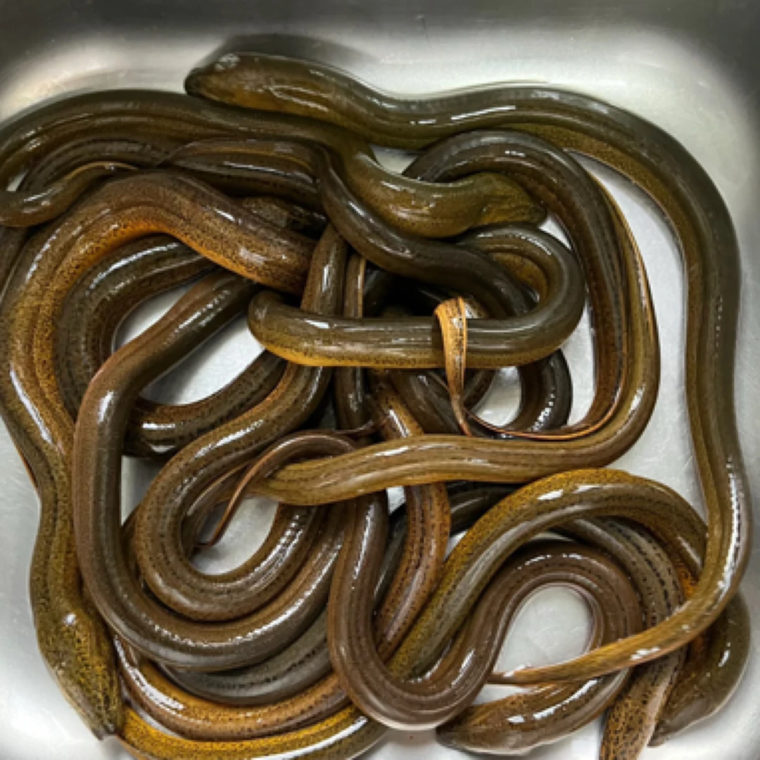 微山湖南阳湖野生黄鳝肉质鲜美细嫩食用活体包邮包活