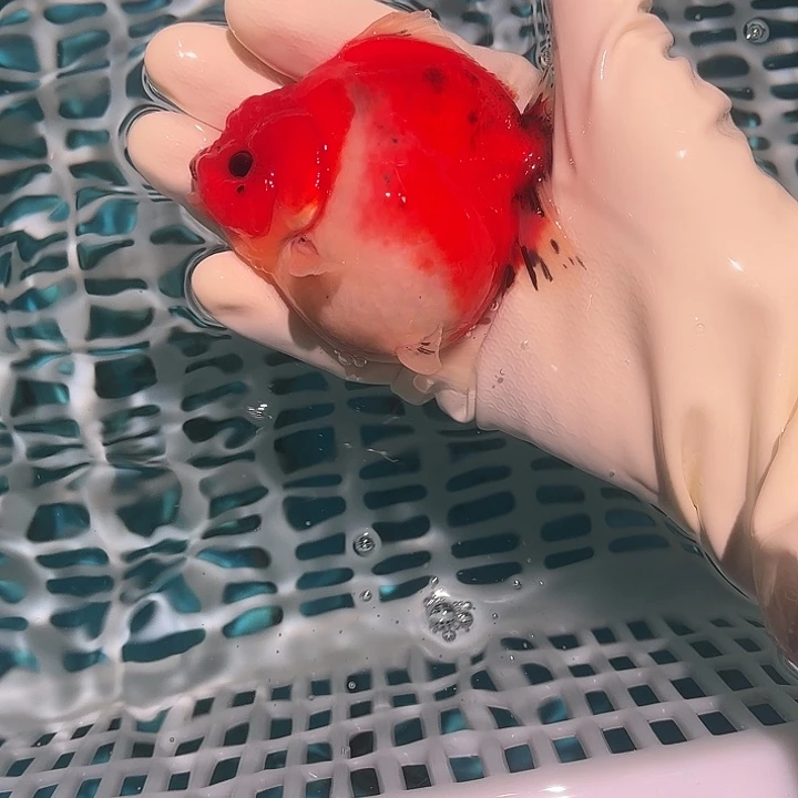 金鱼包邮582581888