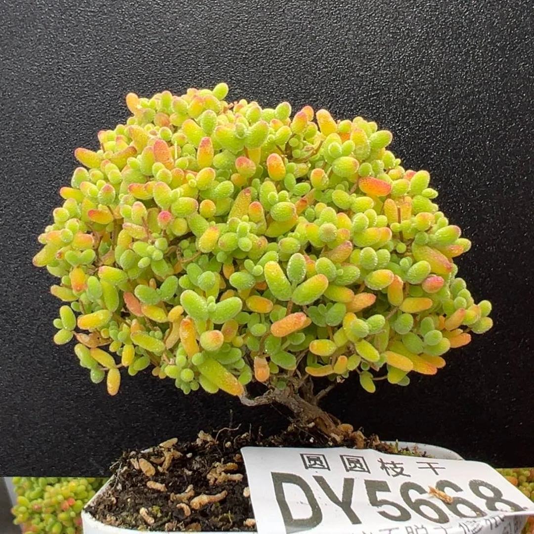 dy5668造型桩精控蜜橘糖球冠幅6.5cm