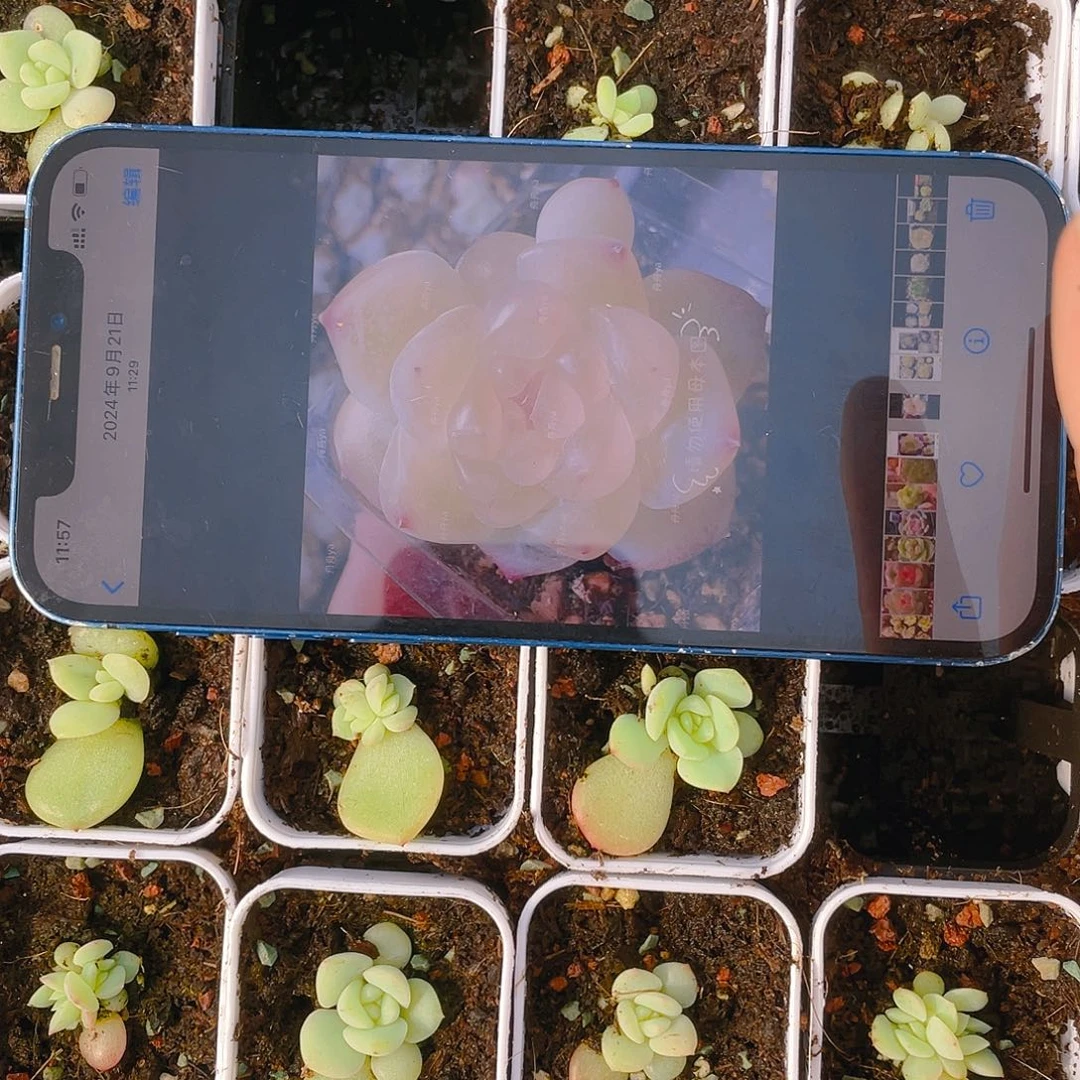 云间中 苗一个满25包邮