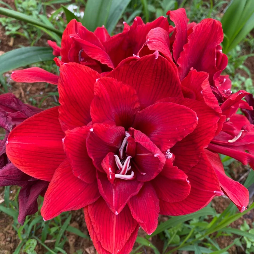 荷兰进口开花球 好运28/30