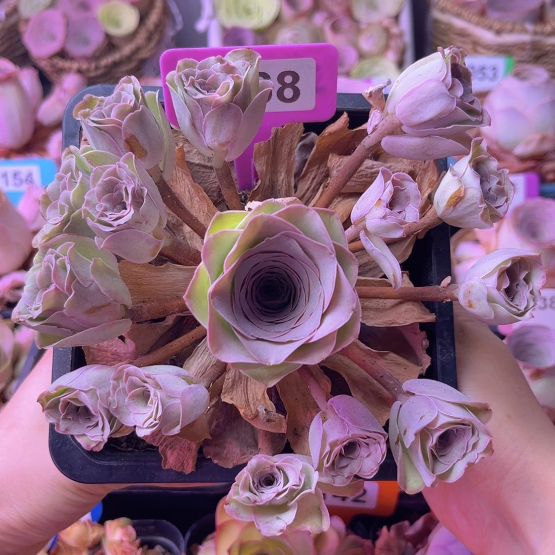 听风念玫瑰一物一拍068