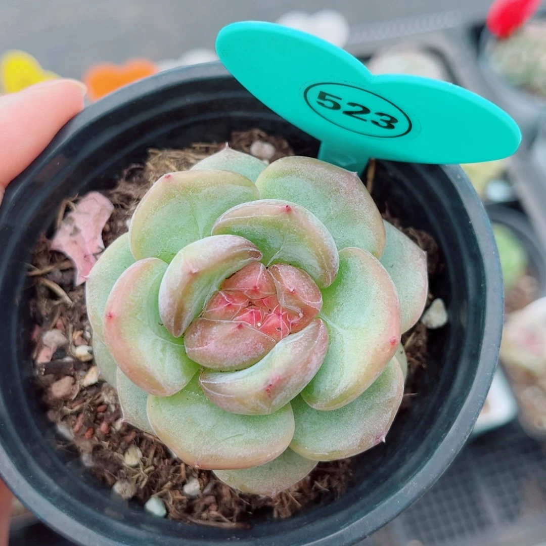 风靡园艺新品珍妮单头