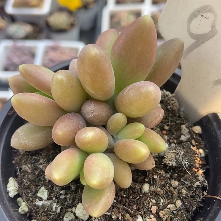 972芒果美人多肉植物保护