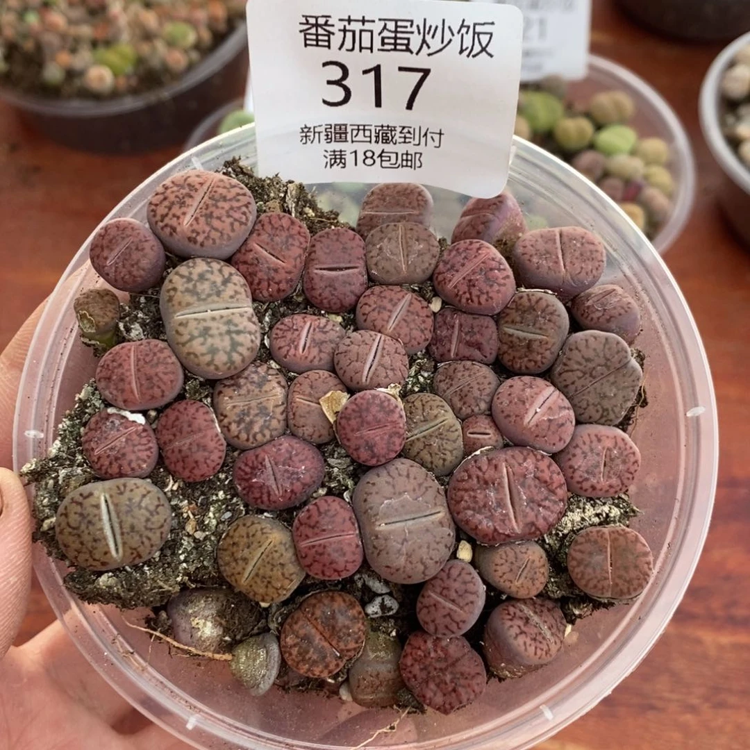 感谢您的支持，00317