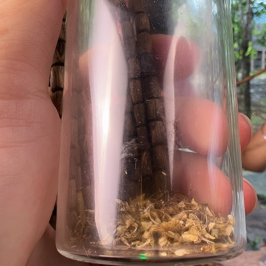 沉香沉香碎屑鼓珠多样性发一