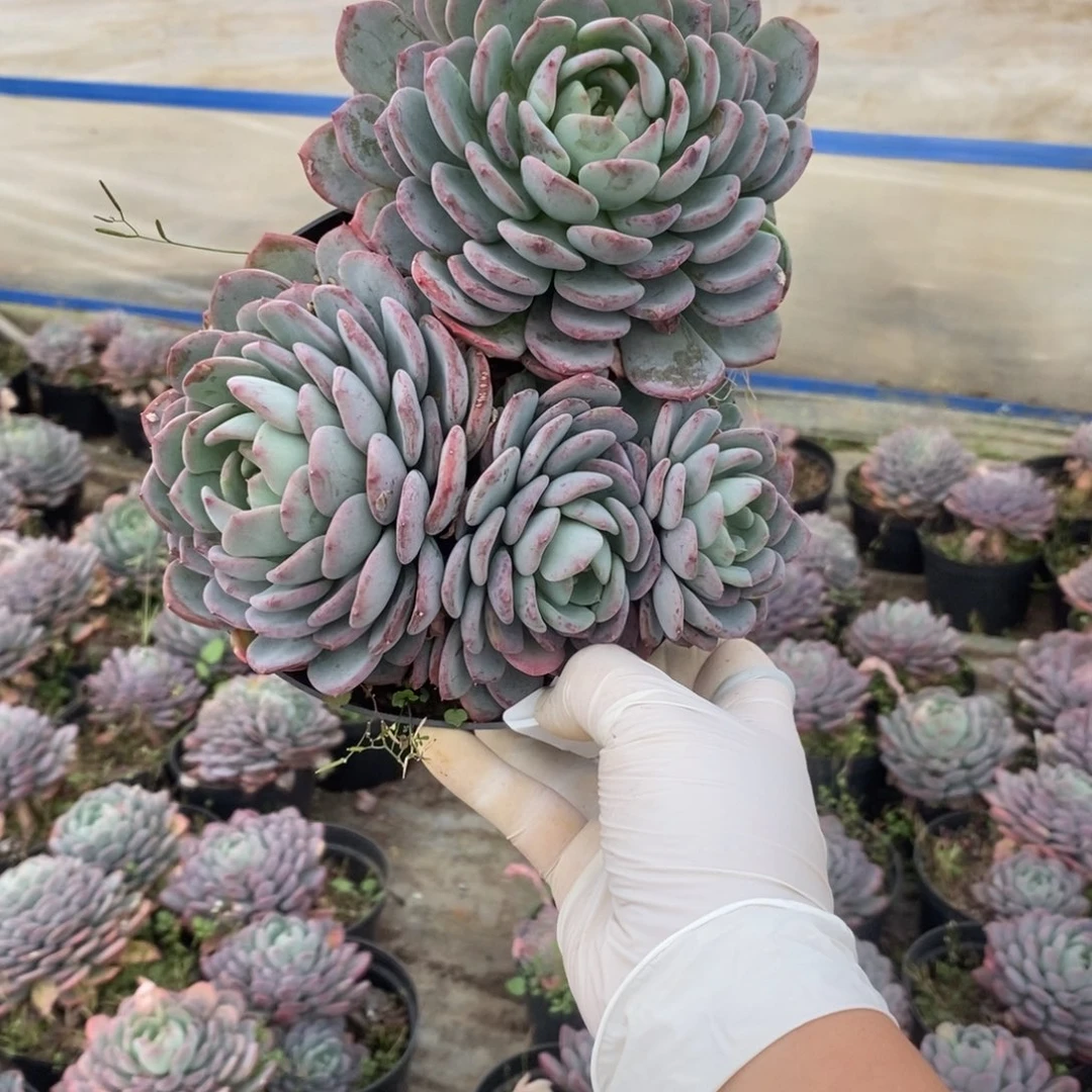 5098玛瑙老桩一物一拍