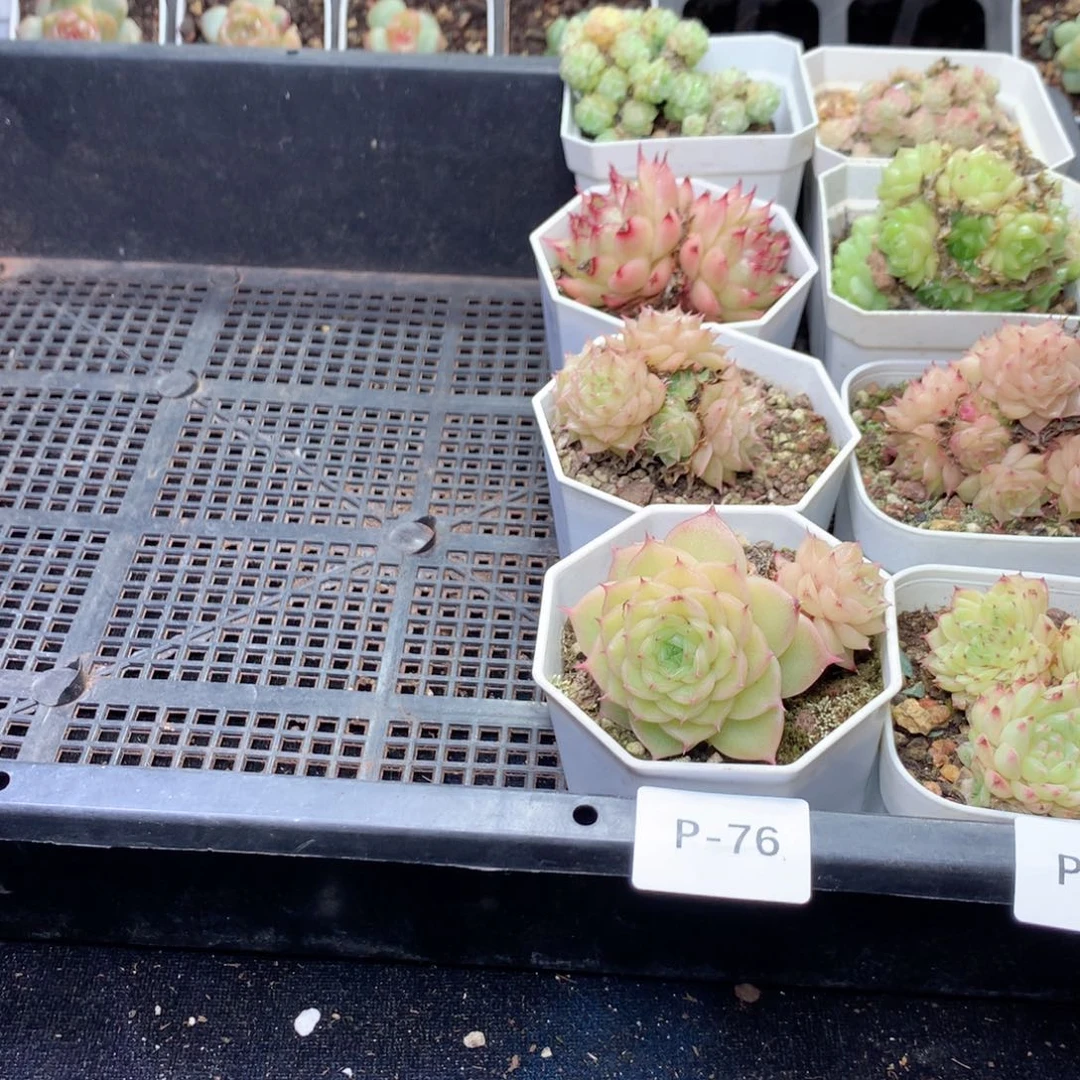 无花朵P76一英语英语