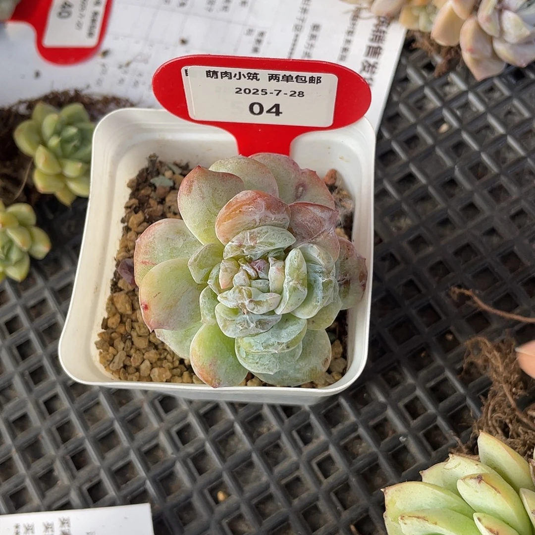 1***h萌肉小筑0728-4奶黄包石化锦