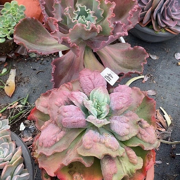 泡***z441贝壳花粒嘉年华2颗